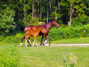 Finnish Horses
