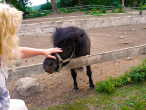 Small Finnish Horse
